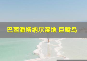 巴西潘塔纳尔湿地 巨嘴鸟